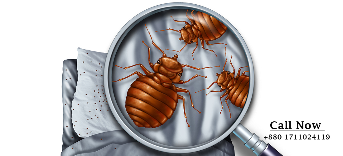 Bed Bugs Control Services in dhaka Bangladesh Bed Bugs Control Services in dhaka Bangladesh