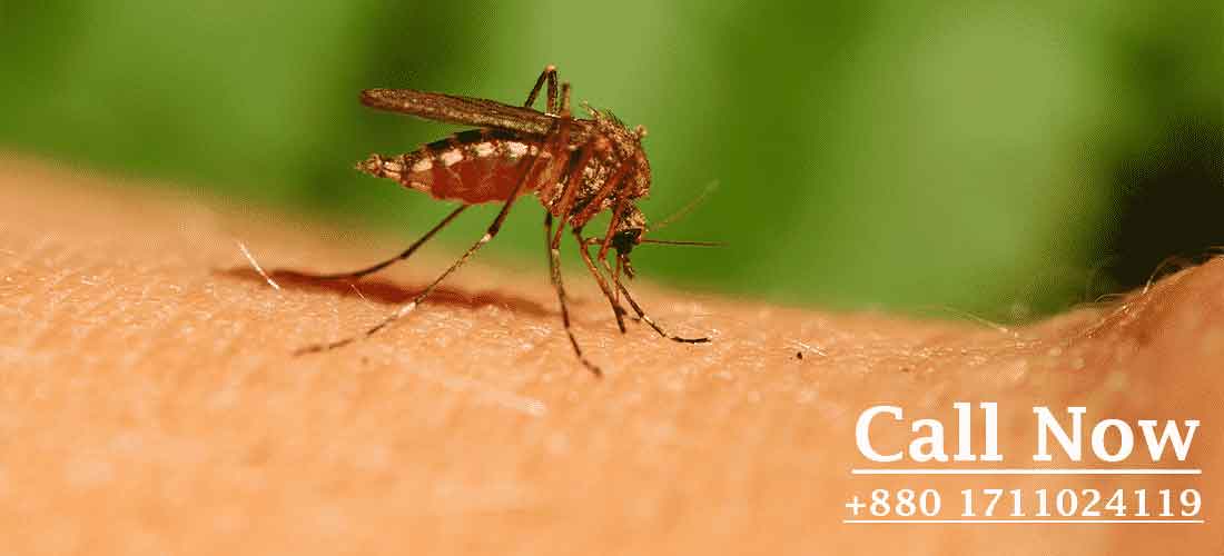 Mosquitoes Pest Control Mosquito control services Pest Control dhaka bangladesh